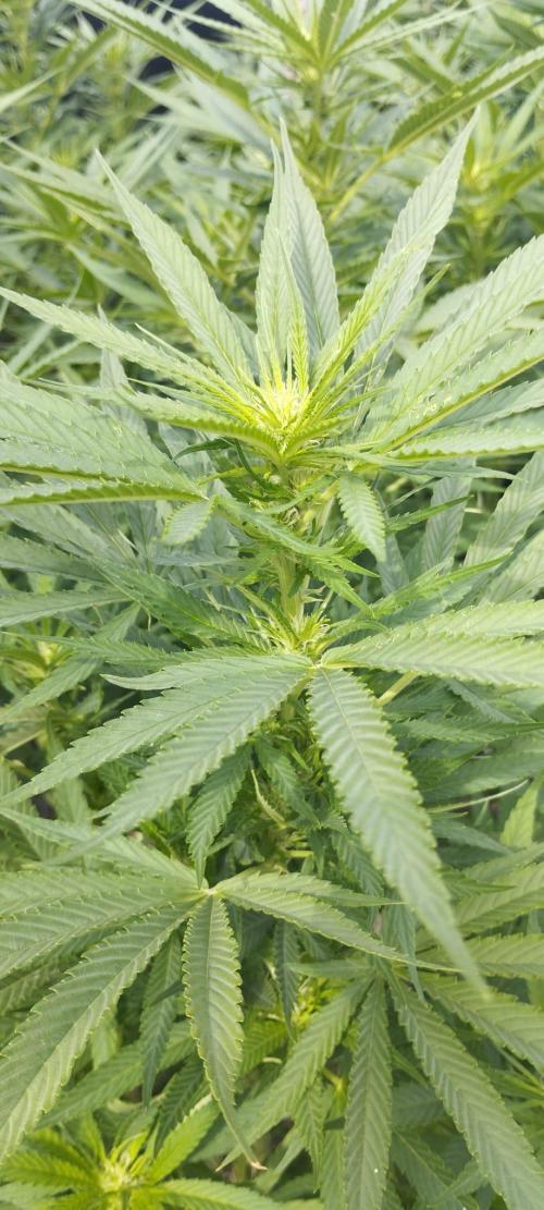 Legal Outdoor Grow 2026. Week 1 - Green Poison Fast