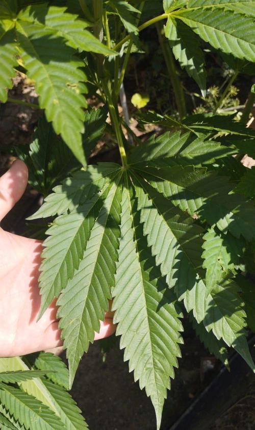 Legal Outdoor Grow 2026. Week 1 - Caramel King 