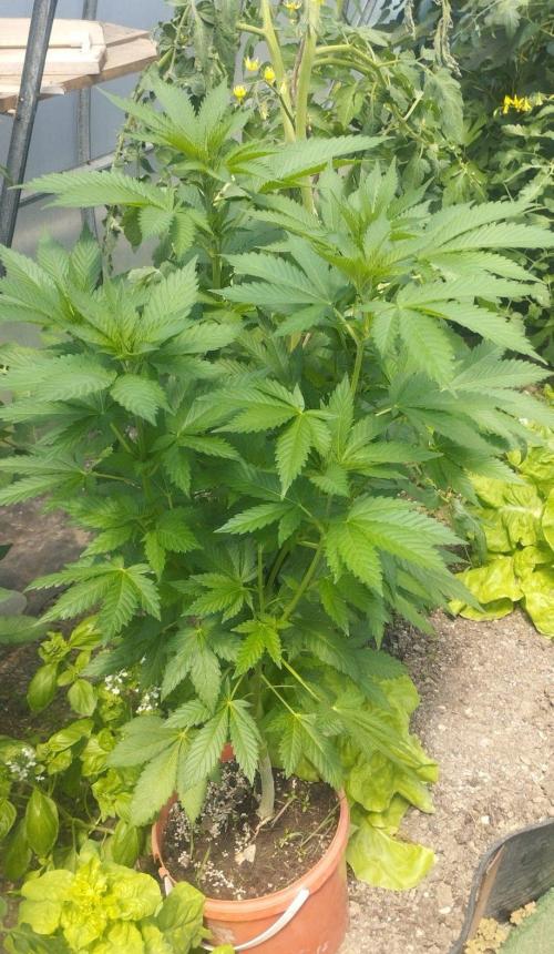 Legal Outdoor Grow 2026. Week 9 - Caramel King