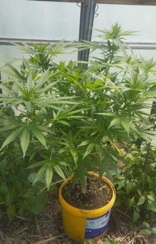 Legal Outdoor Grow 2026. Week 9 - Green Poison F1 Fast
