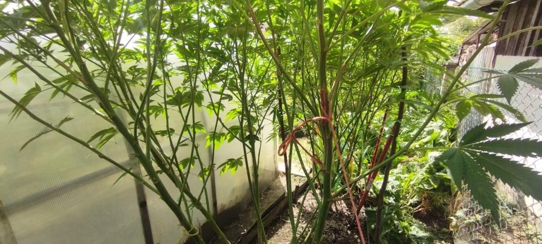 Legal Outdoor Grow 2026. Week 22