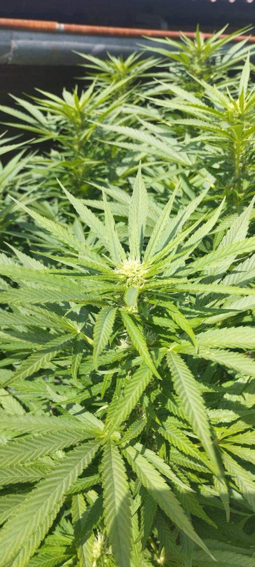 Legal Outdoor Grow 2026. Week 22 - GP