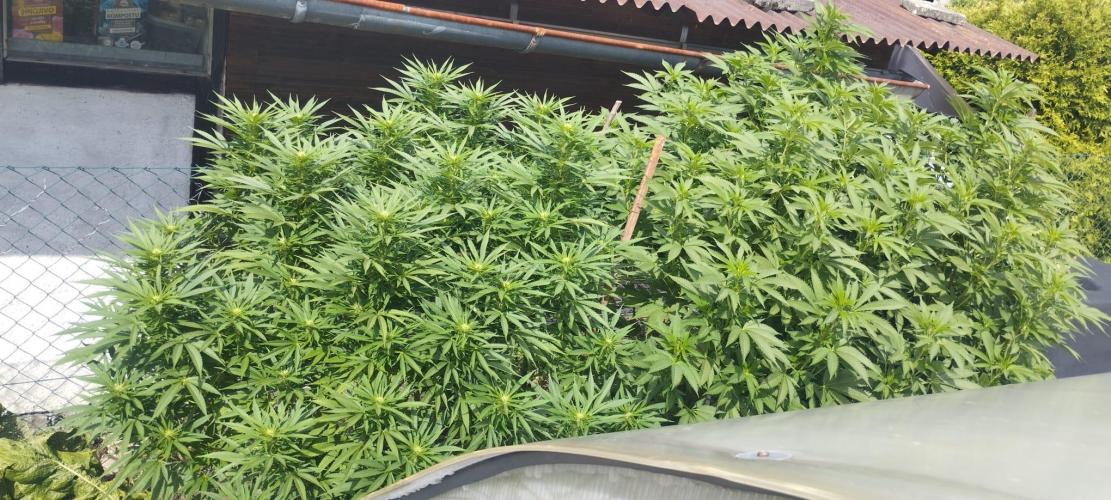 Legal Outdoor Grow 2026. Week 22