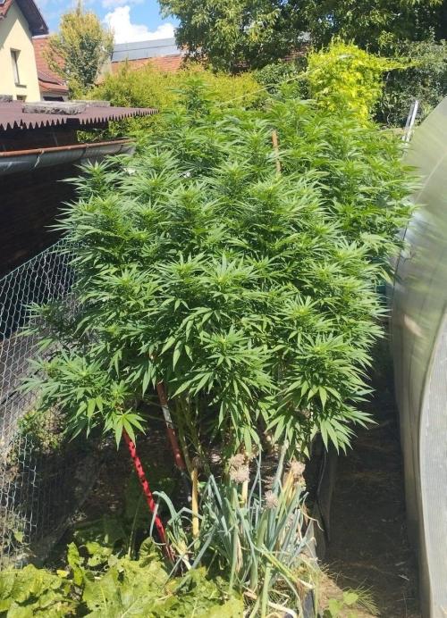 Legal Outdoor Grow 2026. Week 22