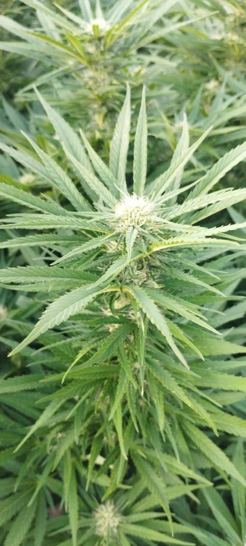 Legal Outdoor Grow 2026. Week 22 - GP
