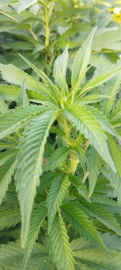 Legal Outdoor Grow 2026. Week 22 - CK začíná kvést