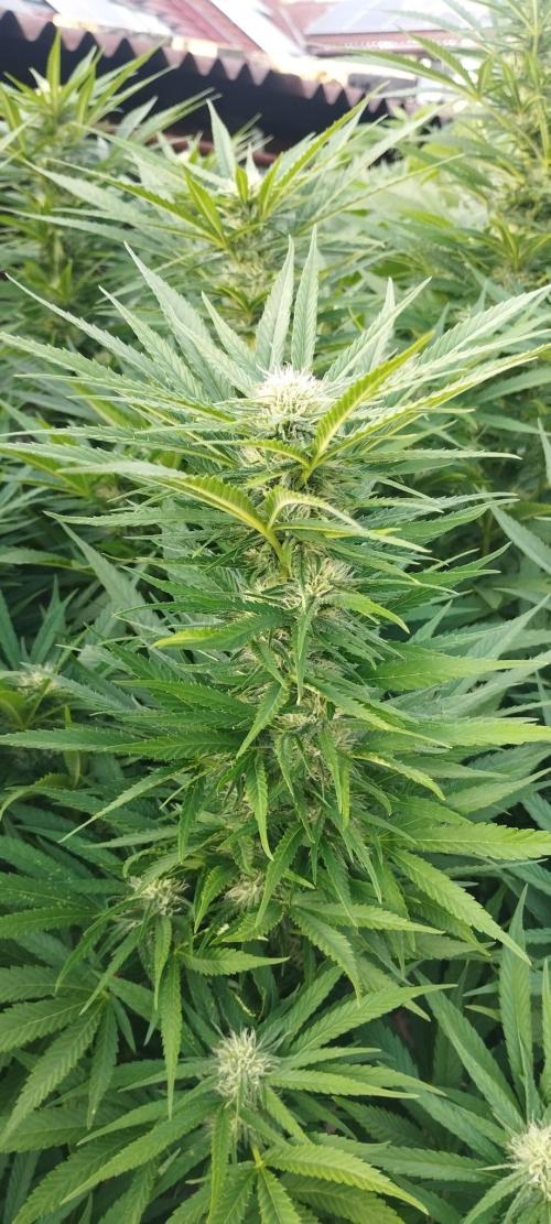 Legal Outdoor Grow 2026. Week 22 - GP