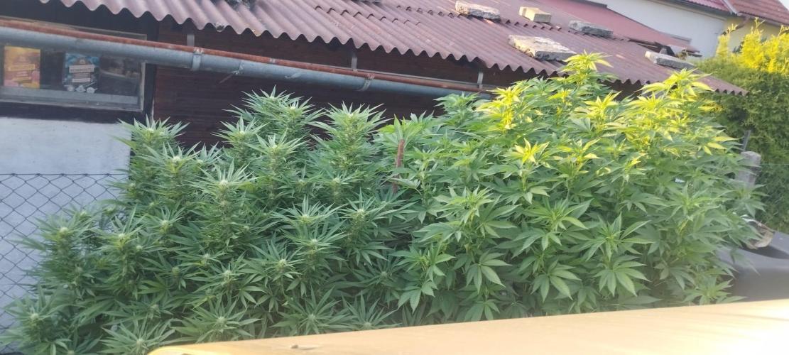 Legal Outdoor Grow 2026. Week 22