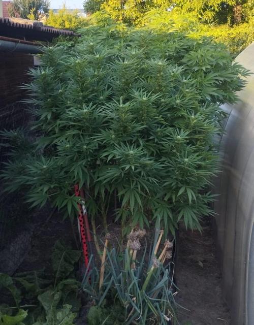 Legal Outdoor Grow 2026. Week 22