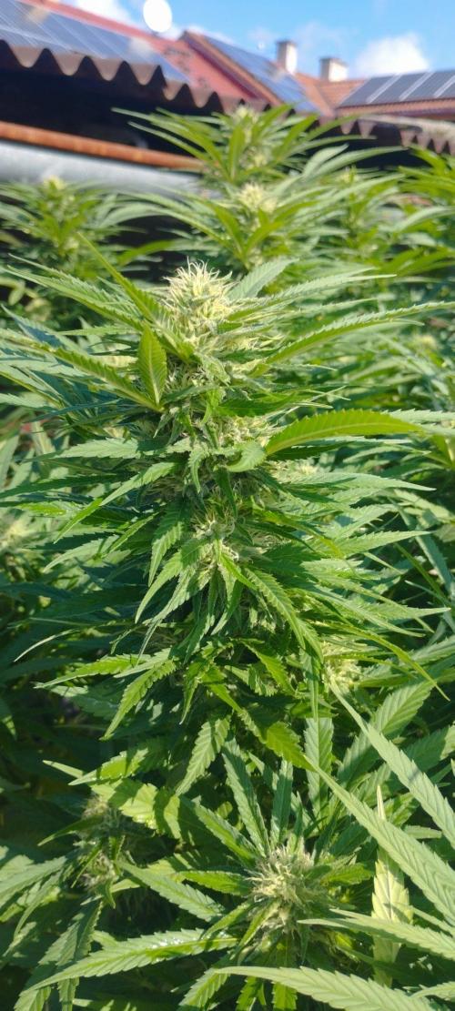 Legal Outdoor Grow 2026. Week 23 - GP
