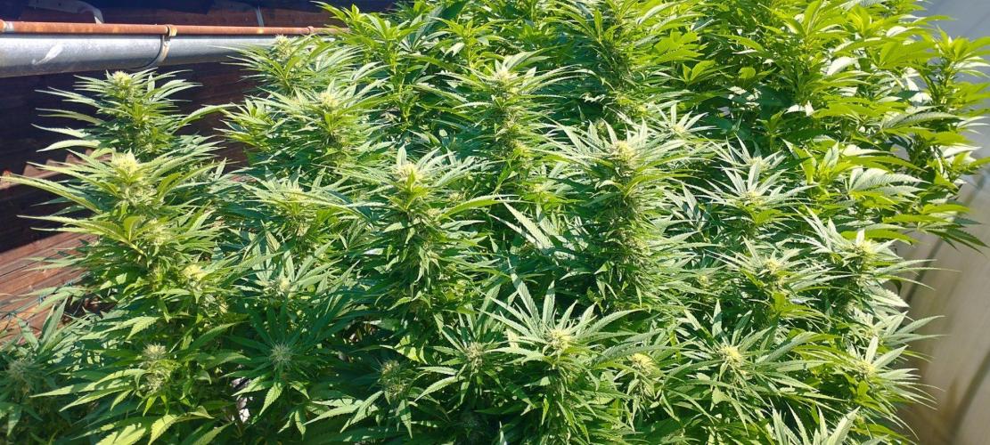 Legal Outdoor Grow 2026. Week 23