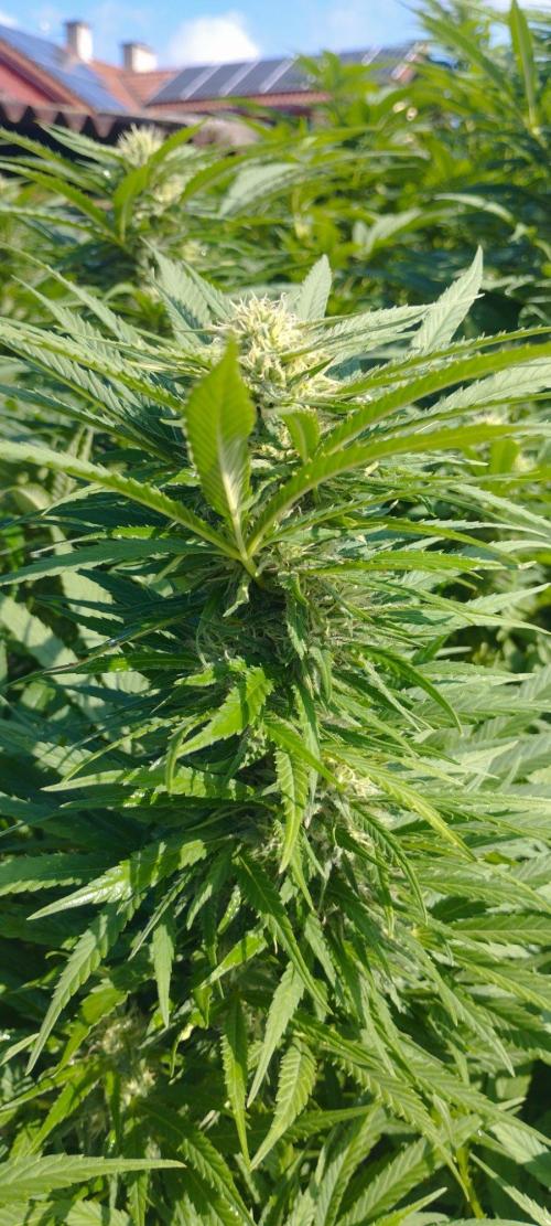 Legal Outdoor Grow 2026. Week 23 - GP