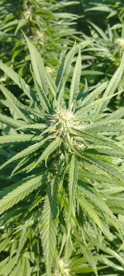 Legal Outdoor Grow 2026. Week 23 - GP