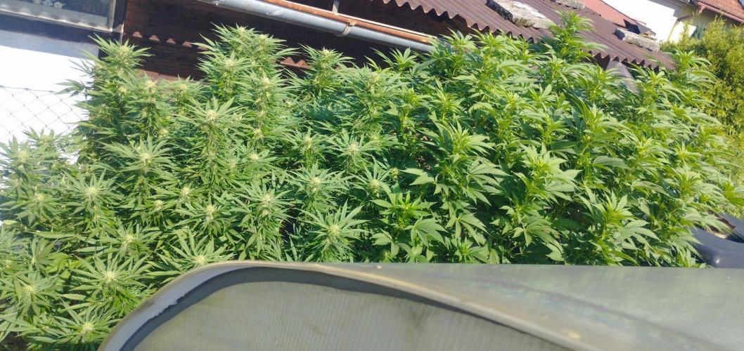 Legal Outdoor Grow 2026. Week 23