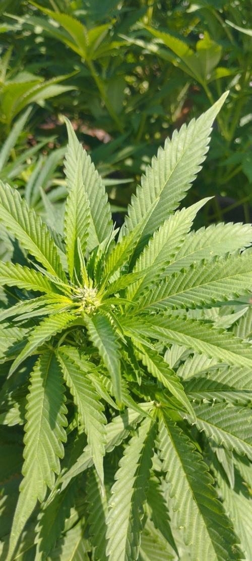 Legal Outdoor Grow 2026. Week 23 - CK 
