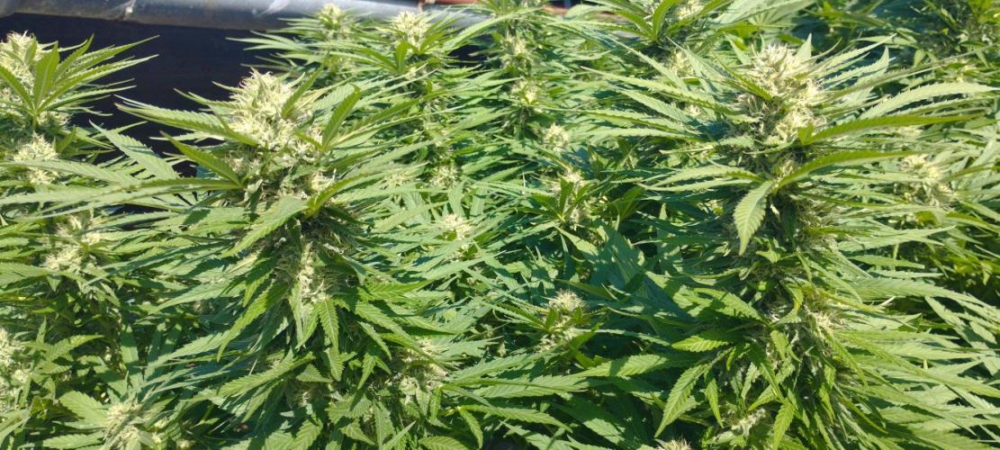 Legal Outdoor Grow. Week 24 - GP Fast