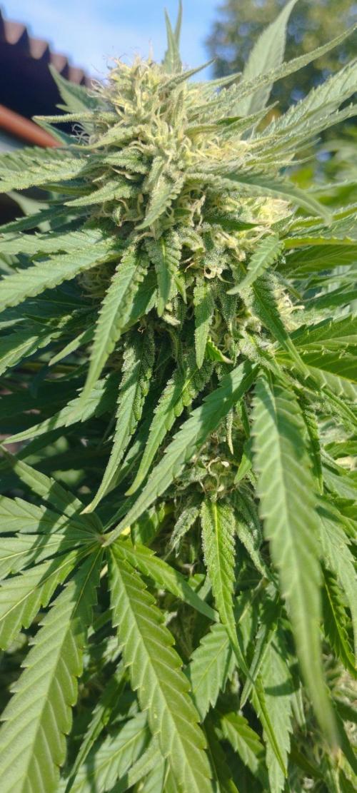 Legal Outdoor Grow. Week 24 - GP Fast