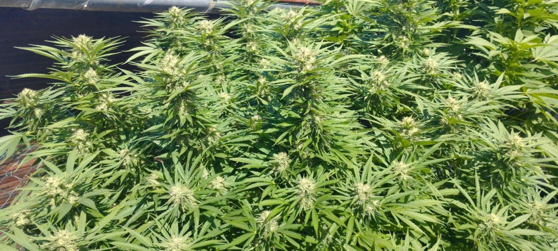 Legal Outdoor Grow. Week 24 - GP Fast