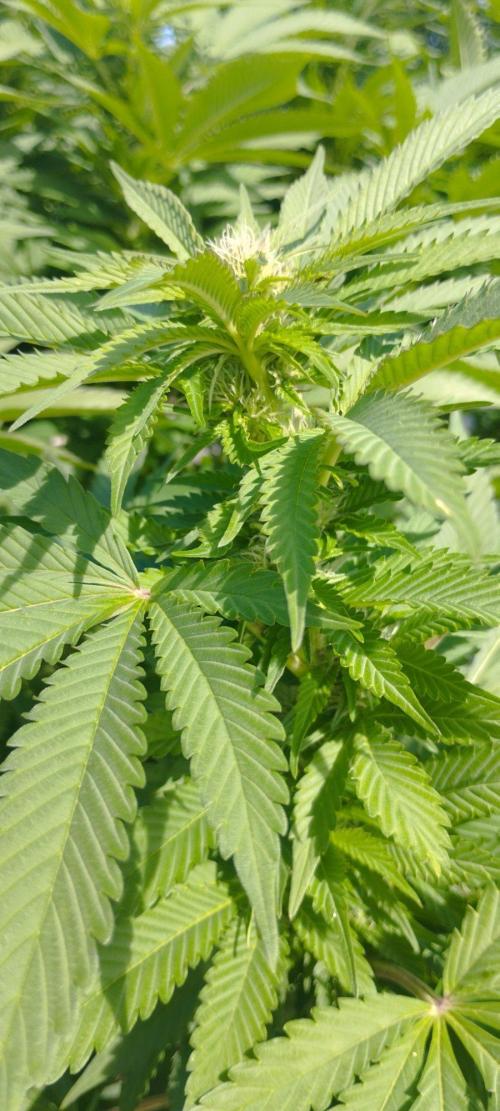 Legal Outdoor Grow. Week 24 - Caramel King