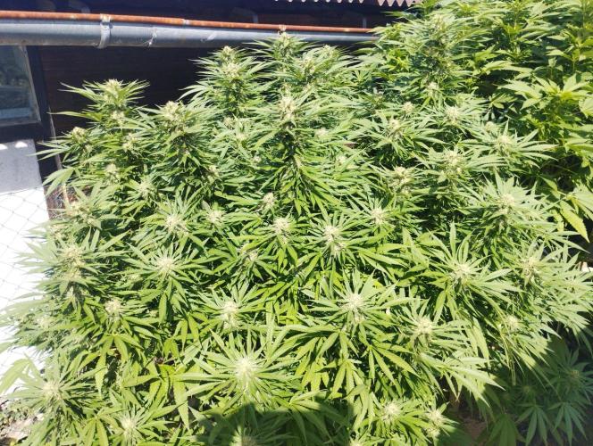Legal Outdoor Grow. Week 24 - GP Fast
