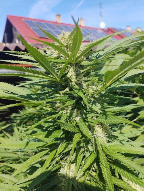 Legal Outdoor Grow. Week 24 - GP Fast