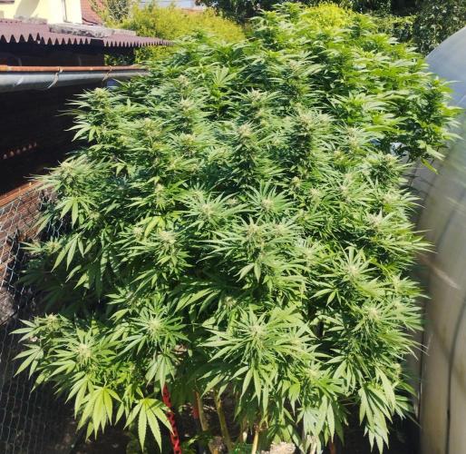 Legal Outdoor Grow. Week 24