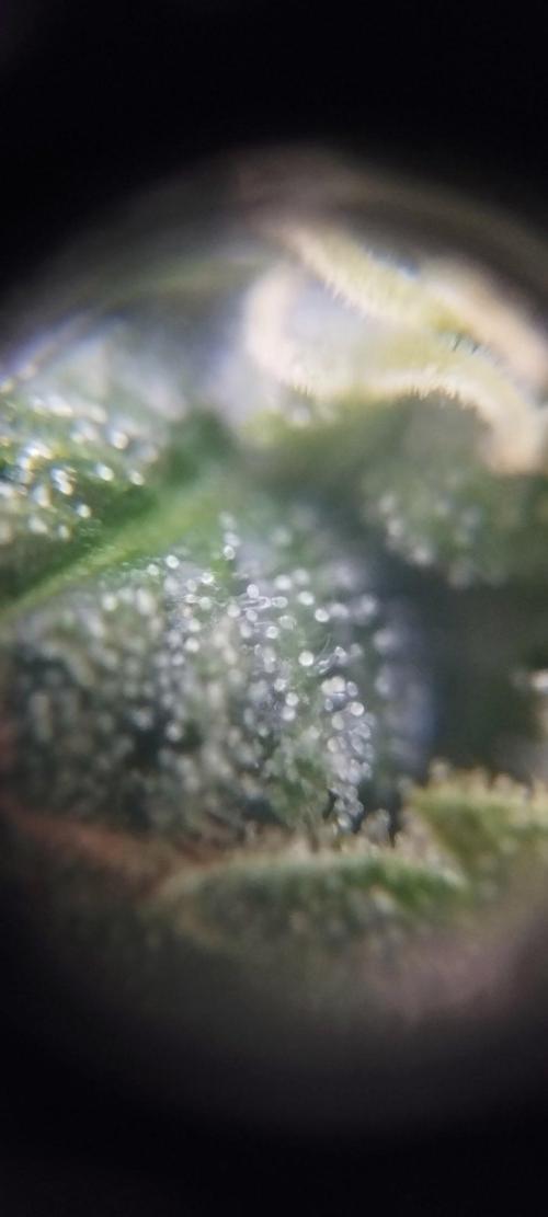 Legal Outdoor Grow. Week 24 - GP Fast