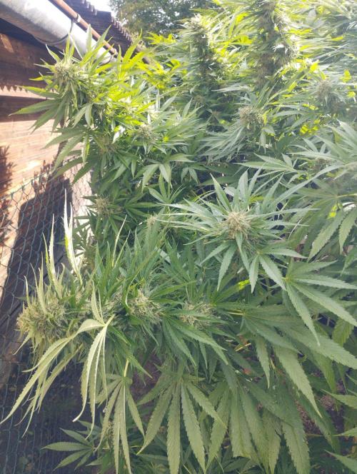 Legal Outdoor Grow. Week 25