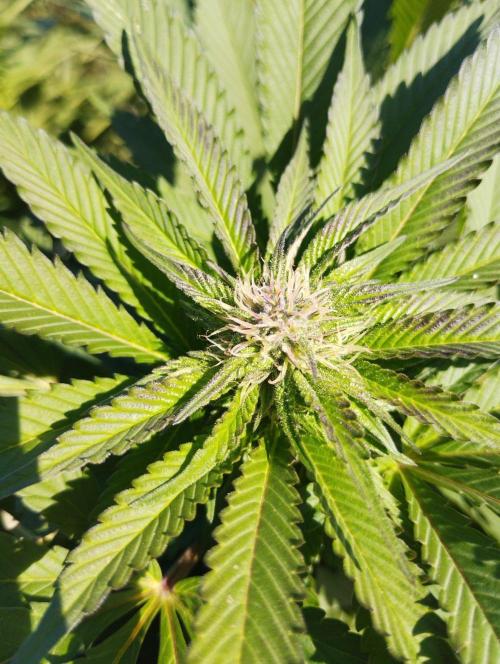 Legal Outdoor Grow. Week 25 - Caramel King