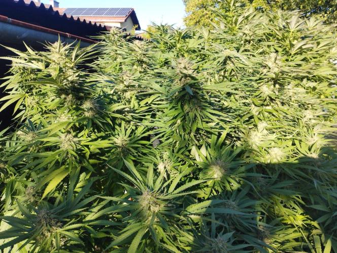 Legal Outdoor Grow. Week 25 - Green Poison Fast 