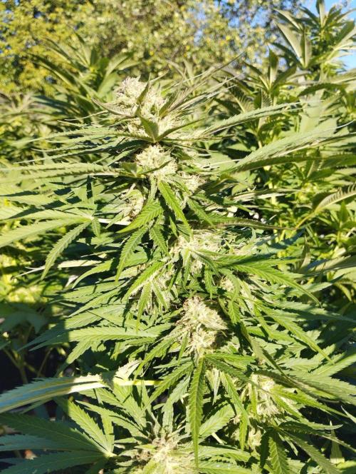Legal Outdoor Grow. Week 25 - Green Poison Fast 