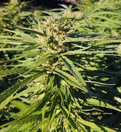 Legal Outdoor Grow. Week 25 - Green Poison Fast 