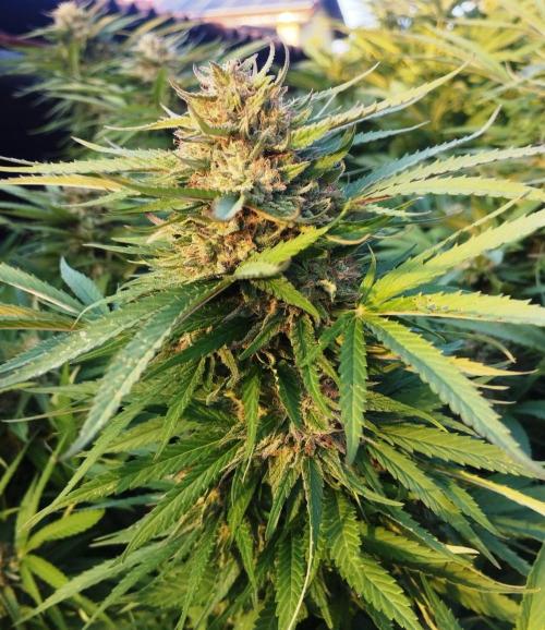 Legal Outdoor Grow. Week 26