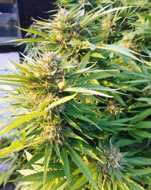 Legal Outdoor Grow. Week 26