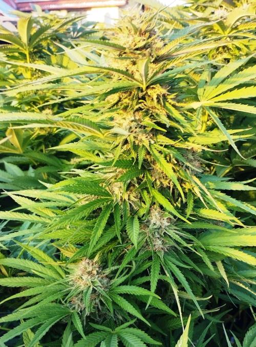 Legal Outdoor Grow. Week 26