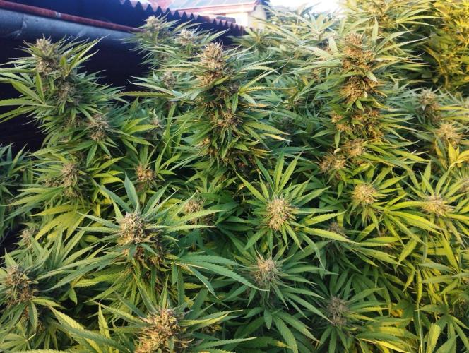 Legal Outdoor Grow. Week 26