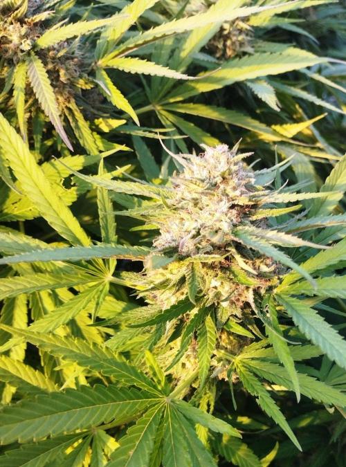 Legal Outdoor Grow. Week 26