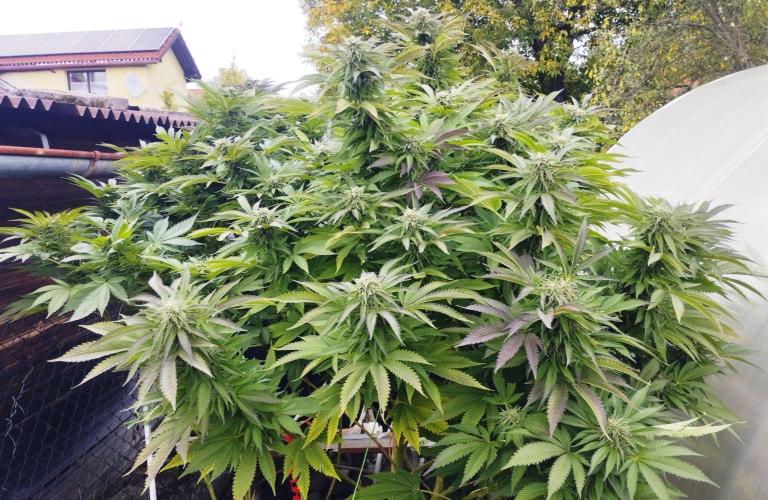 Legal Outdoor Grow. Week 27