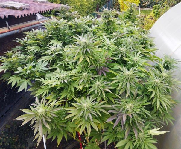 Legal Outdoor Grow. Week 27