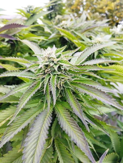 Legal Outdoor Grow. Week 27