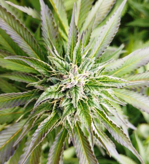 Legal Outdoor Grow. Week 27