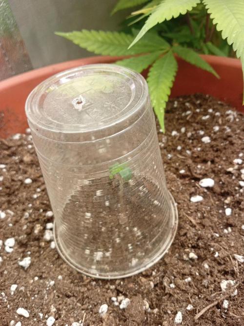 Old glory&lowcost,auto critical buddha. Week 0 - Under a glass foto mantein good ur