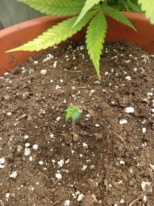 Old glory&lowcost,auto critical buddha. Week 0 - Good girl at day 2