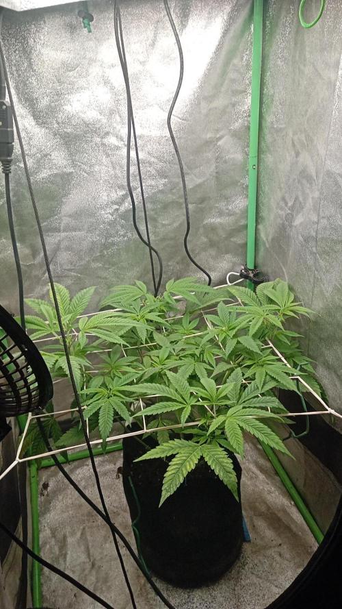 N13 kush by sensi seeds. Week 7 - Today