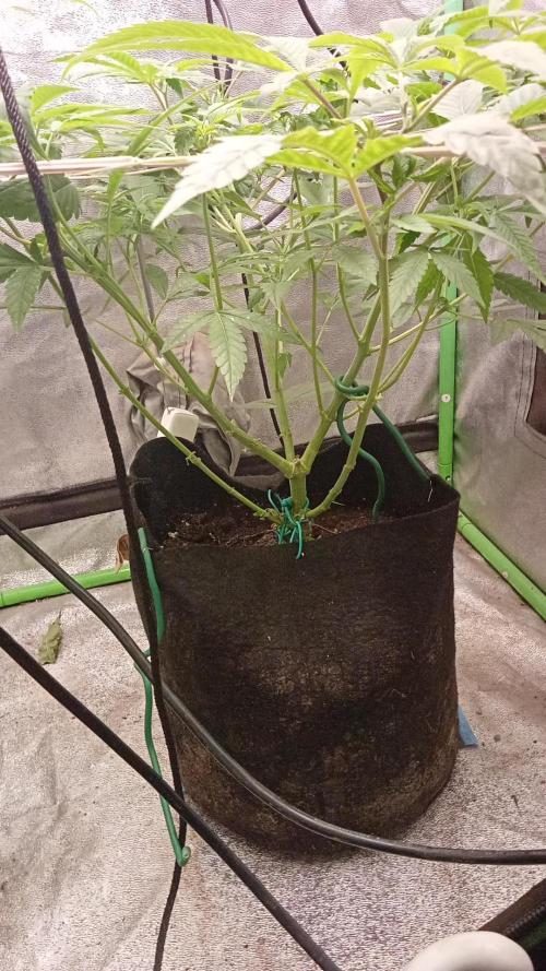 N13 kush by sensi seeds. Week 7 - Structure