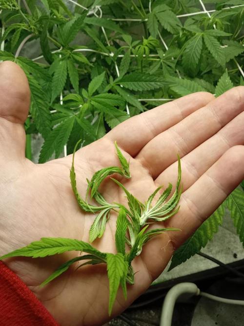 N13 kush by sensi seeds. Week 7 - 3 day later i'do topping