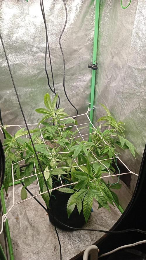 N13 kush by sensi seeds. Week 7 - 7day later when i put screen