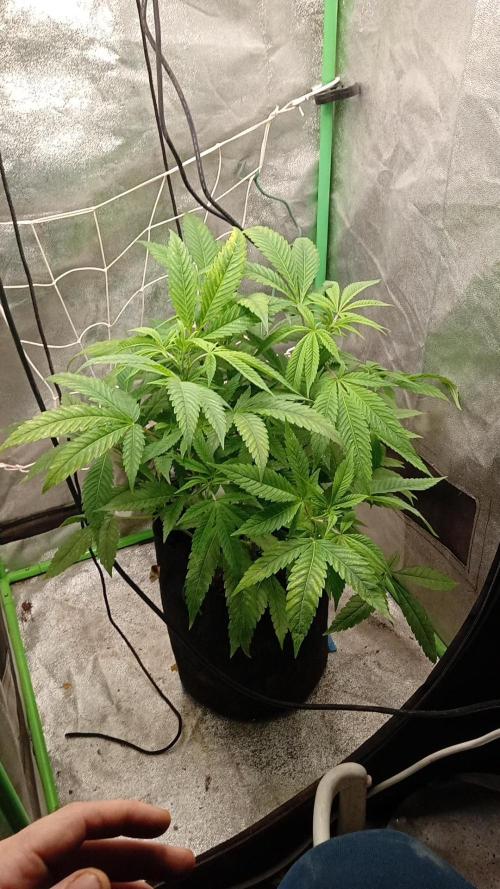 N13 kush by sensi seeds. Week 7 - plant 7 days later ,7 weeks of veg