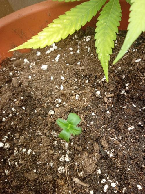 Old glory&lowcost,auto critical buddha. Week 0 - Day 3 sprout Little fingered leaves, come on ,up!up to the Moon!