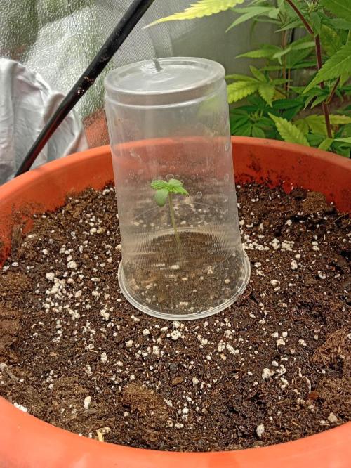 Old glory&lowcost,auto critical buddha. Week 0 - Upgrade with big dome (0,5lt glass) at day 5
